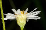 Early whitetop fleabane